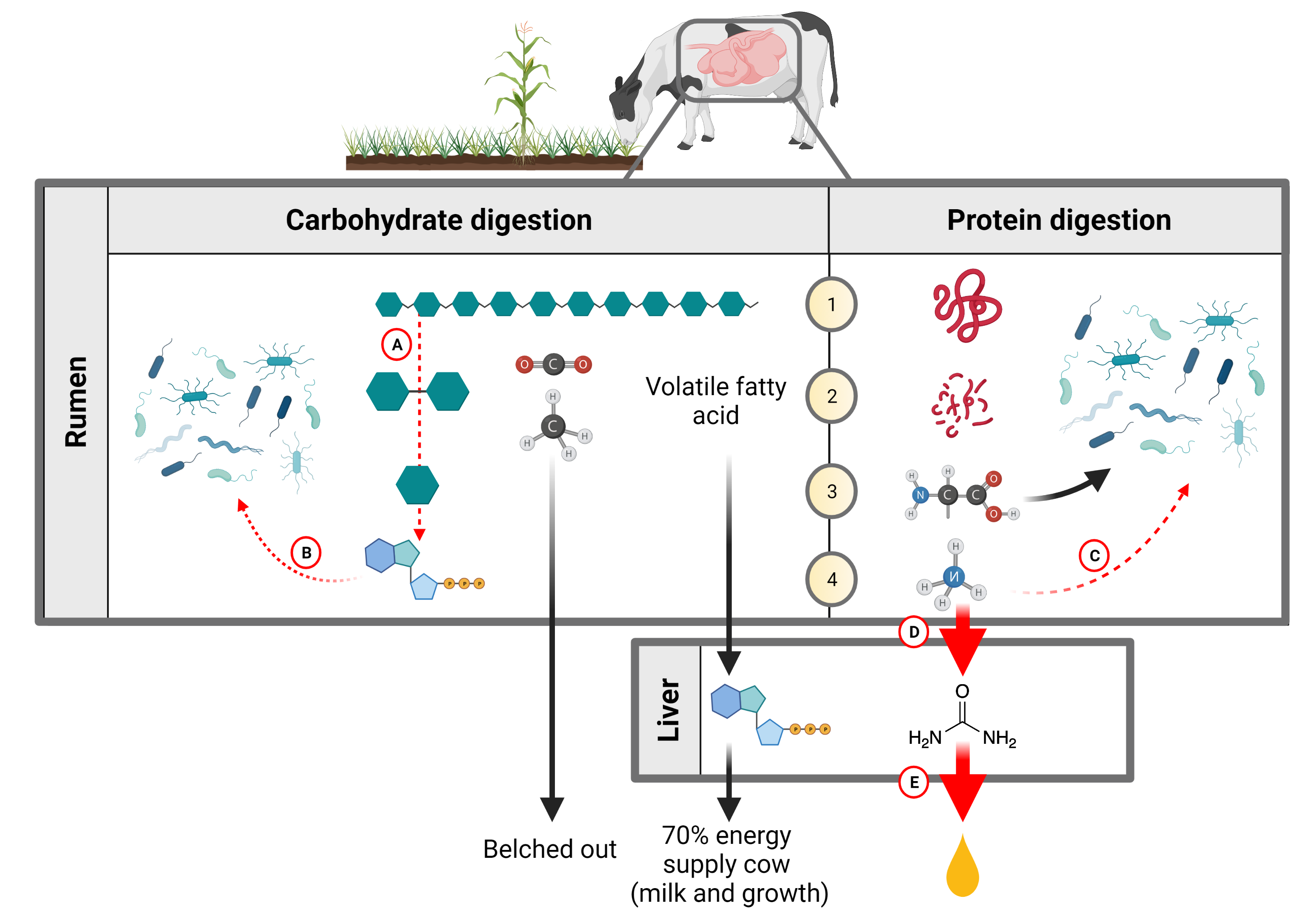Carbohydrate and protein digestion by cattle, if carbohydrate fermentation is suboptimal compared to protein intake.