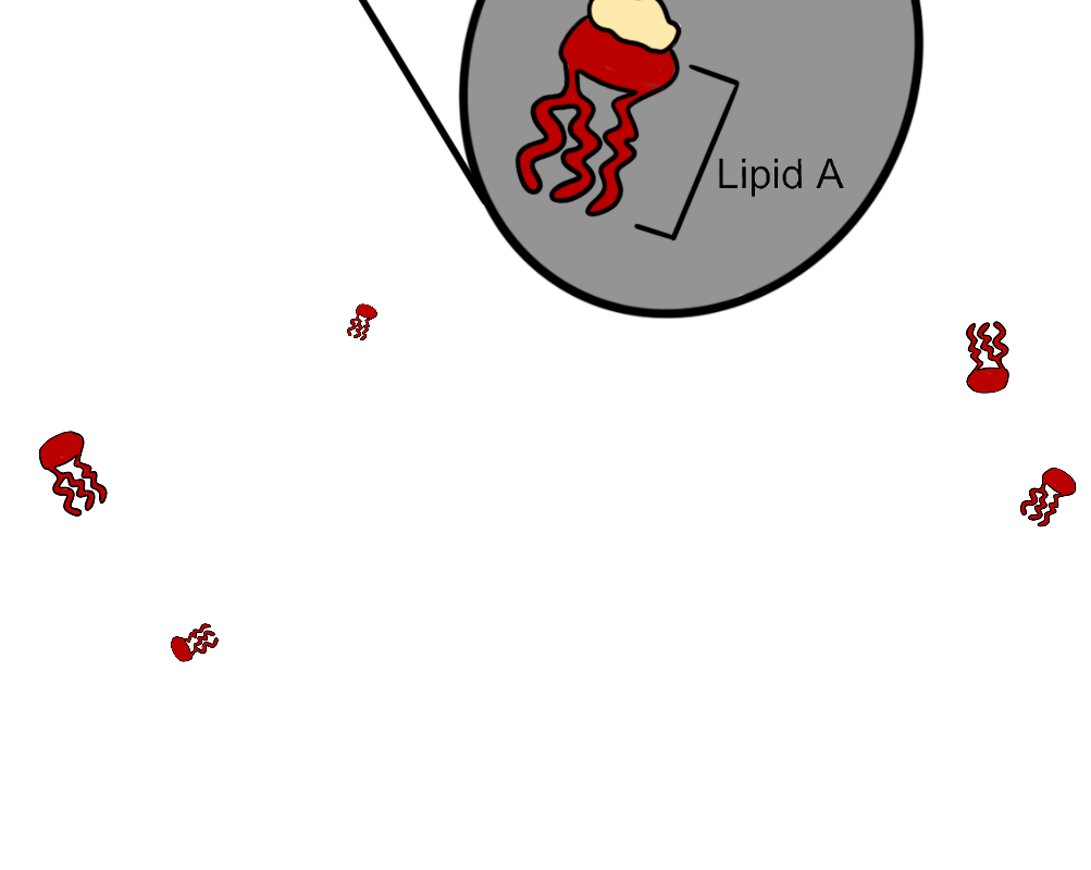 Lipid a 2