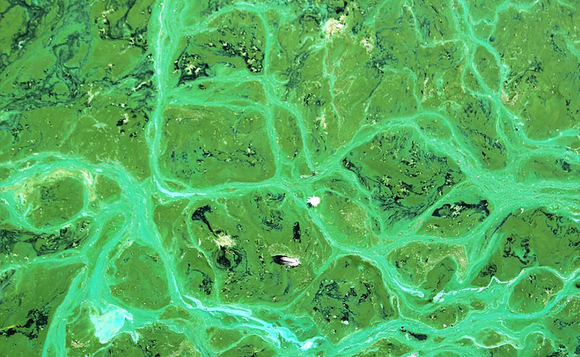 A close up of cyanobacteria.